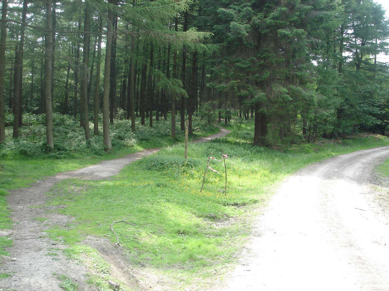 Coates Moor