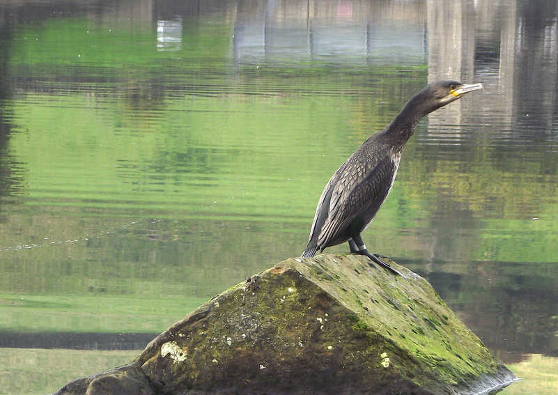 Cormorant on Cod Beck Reservoir 