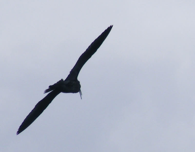 Curlew in Silhouette