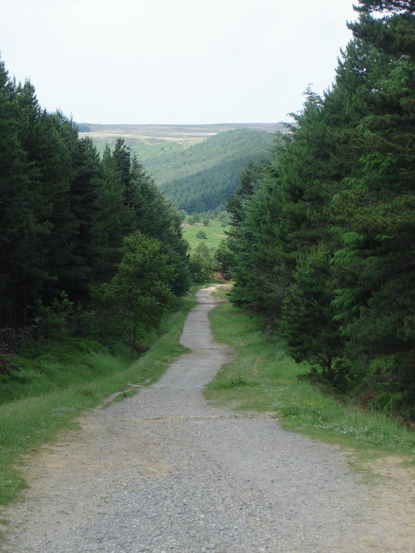 Little Ayton Moor