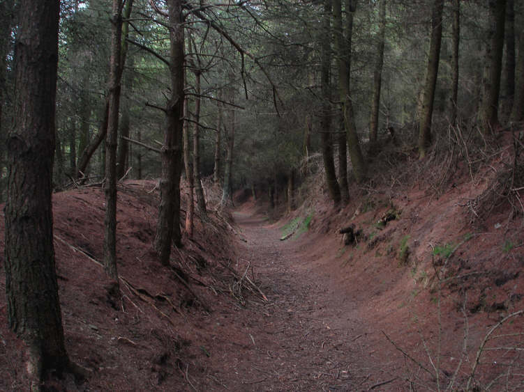 Knottside Plantation, Rosedale