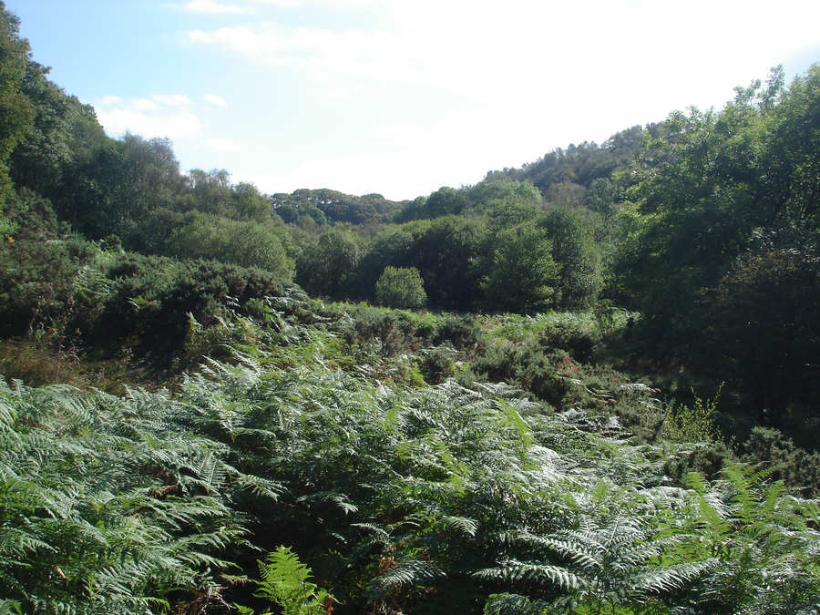 Scar Wood, Jugger Howe Beck
